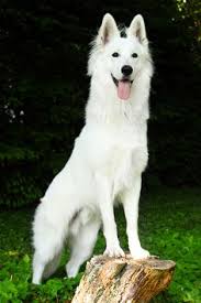 Ein weißer schäferhund ist eine variante des deutschen schäferhundes. Die 39 Besten Ideen Zu Weisse Schaferhunde Weisser Schaferhund Schaferhunde Hunde