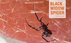 Black widow arachnid spider caught in its own web. How To Id Spiders By Their Webs