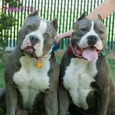 American Bully Pitbull Hayvanlar Kopek
