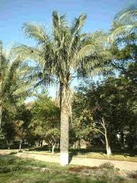 Some of those fast growing palms that are not best for container growth are: Parajubaea Torallyi Var Torallyi Is A Fast Growing Large Palm From The Andean Foothills In Bolivia It Tolerates Temperatures As Low As 22f Plants Palm Tree