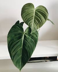 Philodendron Glorious Plant Leaves Philodendron Plants