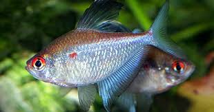 Hyphessobrycon Pyrrhonotus Http Www Aquariumphoto Dk Index Html Aquarium Fish Tropical Fish Freshwater Aquarium Fish