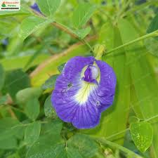 Image result for Clitoria