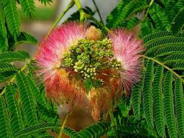 Albizia Julibrissin Issaquah Wa 7 8 15 Beautiful Tree Julibrissin Flowers