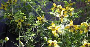 Ein starker rückschnitt ist im winter möglich. Clematis Orientalis Golden Tiara 12 80 Euro Info U Bildbeispiele