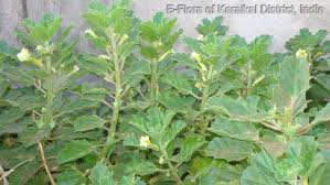 Image result for Pedalium