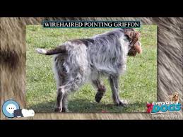 Is your family ready to buy or rescue a wirehaired pointing griffon dog in washington, usa? Wirehaired Pointing Griffon Everything Dog Breeds Youtube