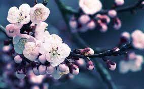 50 Flower Wallpapers Backgrounds For Free Wallpapers Com Cherry Blossom Wallpaper Flower Wallpaper Cherry Blossom Flowers