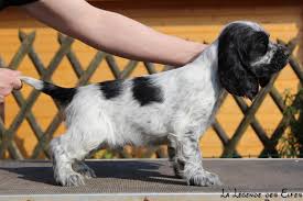 Elevage De Cocker Anglais La Legende Des Elfes En Normandie Posts Facebook