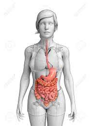 Gm518799009 $ 12.00 istock in stock Illustration Of Female Small Intestine Anatomy Stock Photo Picture And Royalty Free Image Image 32427614