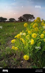 Image result for Gnidia kraussiana