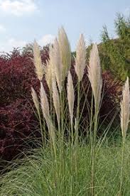 Cortaderia selloanamiscanthus sinensispennisetum alupecuriodes calamagrostis x. Ziergraser Richtig Zuruckschneiden Garten Ratgeber Net Garten Tipps Fur Hobbygartner