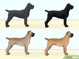Big floppy ears will quickly become handles for another dog to bite, hang on to, drag around and hang off of. 3 Ways To Identify A Cane Corso Wikihow Pet