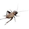 These spider crickets that are commonly found in the east don't attract mates with chirping sounds like many cricket species do. Https Encrypted Tbn0 Gstatic Com Images Q Tbn And9gcrgod2ygxlbojsa Z7yocxcfwwsix6nvtxybj0mswpsqlkc9xlb Usqp Cau