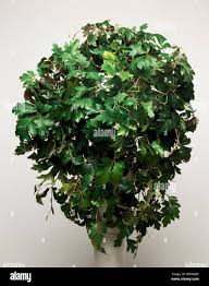 Image result for Rhoicissus