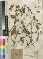 Image result for Aeollanthus rehmannii