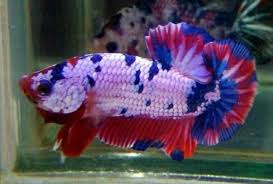 Ikan Cupang Plakat Ikan Cupang Ikan Hiasan
