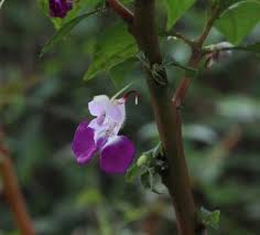 Image result for Asplenium markusbeckeri