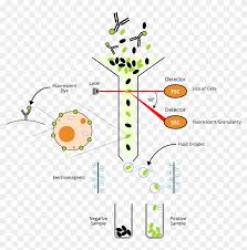 Check spelling or type a new query. Plant Cell Flow Chart And Animal Cytometry Fundamental Facs Hd Png Download 954x921 5765281 Pngfind