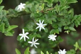Image result for Jasminum streptopus