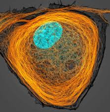 Figure 1 animal cell colored and labeled. Cell Organelles And Their Functions Rs Science