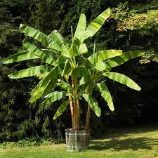 The average manzano banana is about four inches long, stocky and with a pale yellow peel that blackens as it ripens. Dwarf Cavendish Banana Trees For Sale Brighterblooms Com