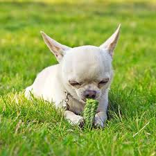 That doesn't mean you shouldn't give your dog's. What Vegetables Can Dogs Eat