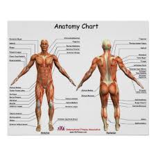 * enter your name & email below! Dragon Claw Dragon Claw Profile Pinterest