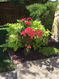 Birdies Raised Garden Beds Review Potato Vine And Bougainvillea Planter Container Gardening Beautiful Flowers Garden Garden Yard Ideas