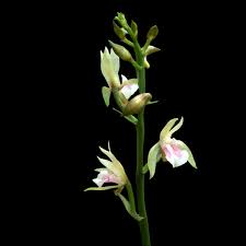 Image result for Oeceoclades maculata × quadriloba