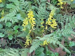 Image result for Corydalis
