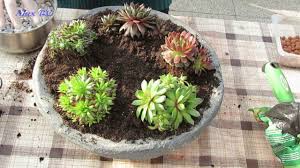 Den klimatischen bedingungen dort haben sie sich optimal angepasst. Dekoration Fur Garten Sukkulenten Hauswurz In Betonschale Einpflanzen Youtube