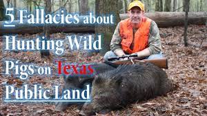 The progeny of domestic hogs that quickly turned feral or hybrids between domestic feral pigs. 5 Untruths About Hunting Wild Pigs On Texas Public Land Youtube