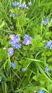 Pin By Cheryl M On Just Weeds Flowers Trees British Wild Flowers Wild Flowers Flowers