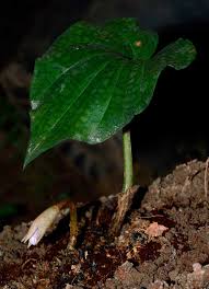 Image result for Nervilia adolphi