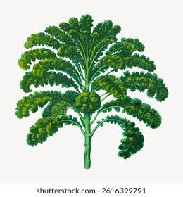 Gr&uuml;nkohl: &Uuml;ber 12 Tausend lizenzfreie lizenzierbare Stockillustrationen und -zeichnungen | Shutterstock