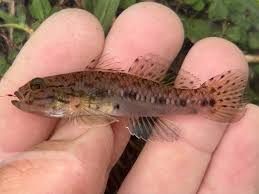 Image result for Gymnosporia gracilipes