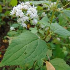 Image result for Asteraceae