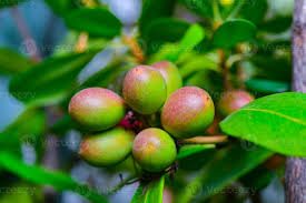 Image result for Acokanthera