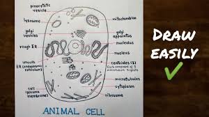 Aug 26, 2019 · draw a neat labelled diagram of an animal cell cbse class 9 how to draw plant cell in easy steps fundamental unit of life. How To Draw Plant Cell For Class 9 Plant Cell Diagram Step By Step à¤ª à¤¦à¤ª à¤• à¤¶ à¤• à¤• à¤¸ à¤°à¤šà¤¨ à¤• à¤š à¤¤ à¤° Youtube