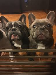 All of our puppies are bred and cared for in a home as the only litter in the house. Sharon S Blue French Bulldog Puppies Home Facebook