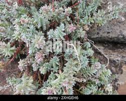 Image result for Chenolea