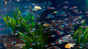 Pin On Fishkeeping Aquarium Planted Tank And Fish