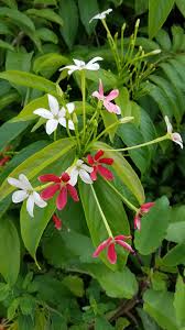 Image result for Combretum indicum