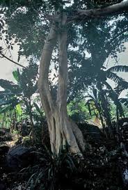 Image result for Ficus bubu
