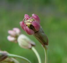Image result for Asclepias albens