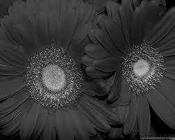 Download hd wallpapers for free on unsplash. Flowers Black And White Red Sunflower Wallpaper Black And White Desktop Background