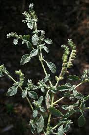 Image result for Heliotropium supinum