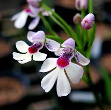 Image result for Cynorkis