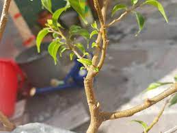 Lovingly handcrafted by artisans all around the world to provide you with a blessing of good luck and karma. Check The Skies For Pigs My Ficus Benjamina Is Back Budding Bonsai